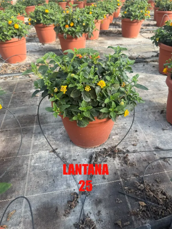 Lantana 25 V. 25 cm - Riviera Quality Societa' Agricola Cooperativa
