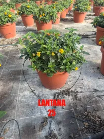 Lantana 25 V. 25 cm - Riviera Quality Societa' Agricola Cooperativa