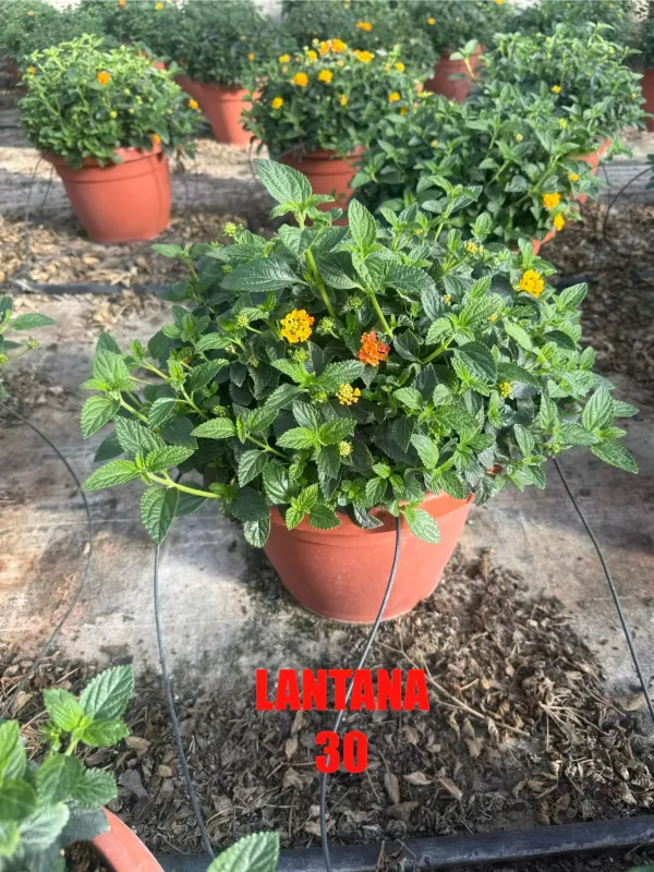 Lantana 30 V. 30 cm - Riviera Quality Societa' Agricola Cooperativa