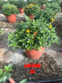 Lantana 30 V. 30 cm - Riviera Quality Societa' Agricola Cooperativa