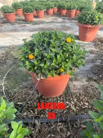 Lantana 35 V. 35 cm - Riviera Quality Societa' Agricola Cooperativa