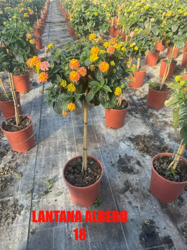 Lantana alberello 18 h 90/100 V. 18 cm - Riviera Quality Societa' Agricola Cooperativa