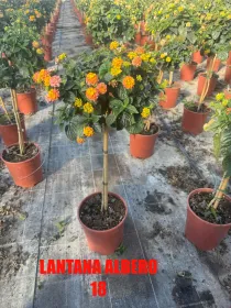 Lantana alberello 18 h 90/100 V. 18 cm - Riviera Quality Societa' Agricola Cooperativa