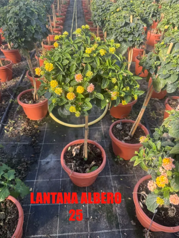 Lantana alberello 25 h 100/110 V. 25 cm - Riviera Quality Societa' Agricola Cooperativa