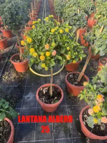 Lantana alberello 25 h 100/110 V. 25 cm - Riviera Quality Societa' Agricola Cooperativa