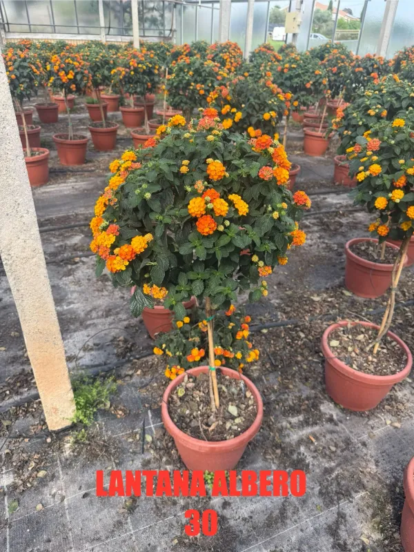 Lantana alberello 30 h 120 V. 30 cm - Riviera Quality Societa' Agricola Cooperativa