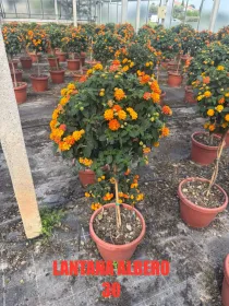 Lantana alberello 30 h 120 V. 30 cm - Riviera Quality Societa' Agricola Cooperativa