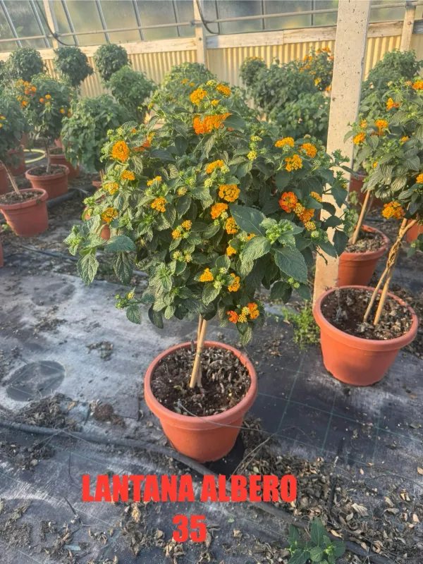 Lantana alberello 35 h130 V. 35 cm - Riviera Quality Societa' Agricola Cooperativa