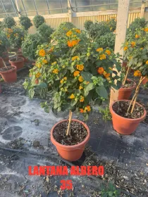Lantana alberello 35 h130 V. 35 cm - Riviera Quality Societa' Agricola Cooperativa