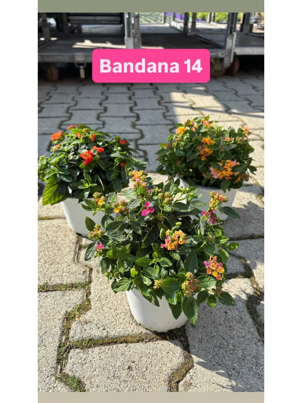 Lantana bandana 14 V. 14 cm - Riviera Quality Societa' Agricola Cooperativa