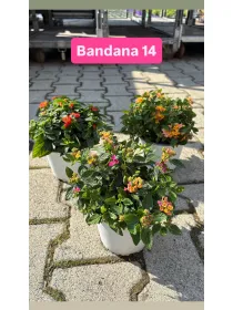 Lantana bandana 14 V. 14 cm - Riviera Quality Societa' Agricola Cooperativa