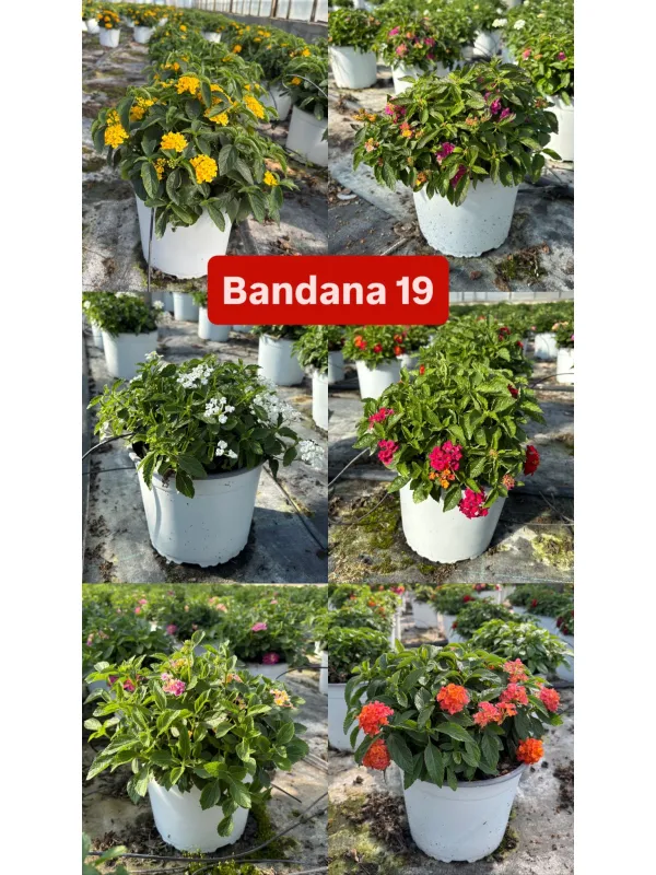 Lantana bandana 18 V. 18 cm - Riviera Quality Societa' Agricola Cooperativa
