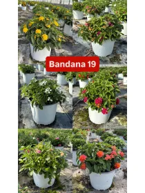 Lantana bandana 18 V. 18 cm - Riviera Quality Societa' Agricola Cooperativa