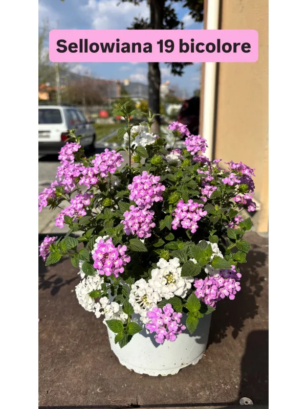 Lantana sellow. bicolore 18 V. 18 cm - Riviera Quality Societa' Agricola Cooperativa