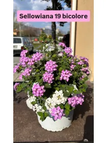 Lantana sellow. bicolore 18 V. 18 cm - Riviera Quality Societa' Agricola Cooperativa