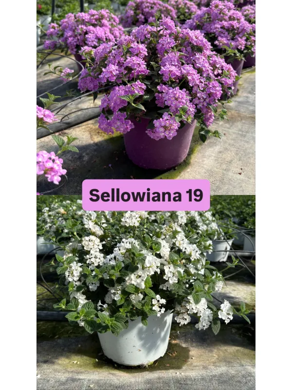 Lantana sellowiana 18 V. 18 cm - Riviera Quality Societa' Agricola Cooperativa