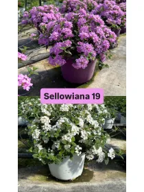 Lantana sellowiana 18 V. 18 cm - Riviera Quality Societa' Agricola Cooperativa