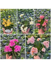 Lewisia 14 V. 14 cm - Riviera Quality Societa' Agricola Cooperativa