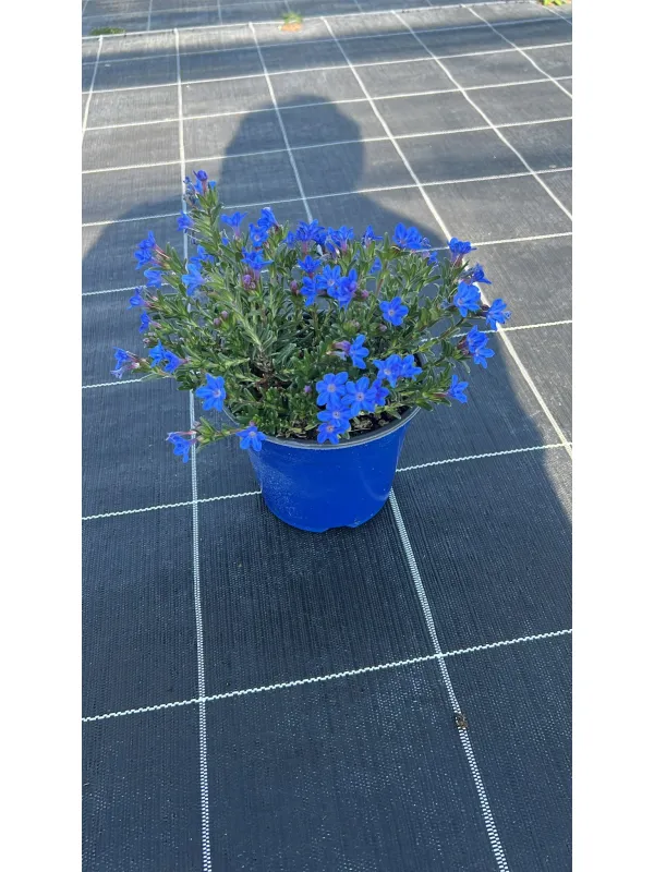 Lithodora 14 V. 14 cm - Riviera Quality Societa' Agricola Cooperativa