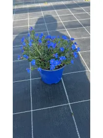 Lithodora 14 V. 14 cm - Riviera Quality Societa' Agricola Cooperativa