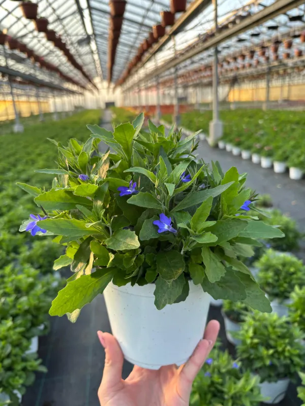 Lobelia 14 V. 14 cm - Riviera Quality Societa' Agricola Cooperativa