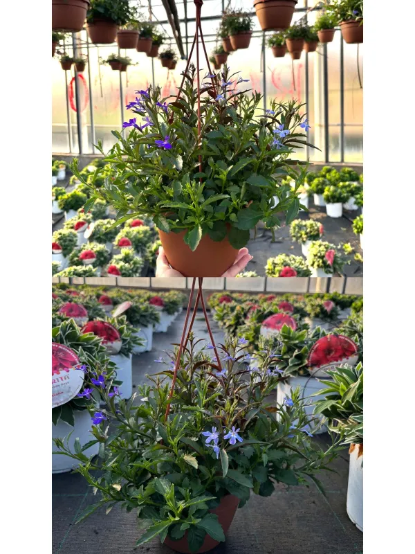 Lobelia bsk 16 V. 16 cm - Riviera Quality Societa' Agricola Cooperativa