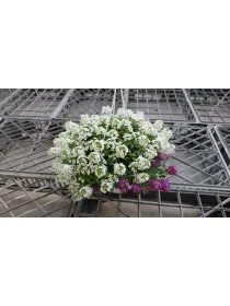 Lobularia trixi 18 bsk V. 18 cm - Riviera Quality Societa' Agricola Cooperativa