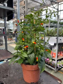 Manettia colonna 17 V. 14 cm - Riviera Quality Societa' Agricola Cooperativa