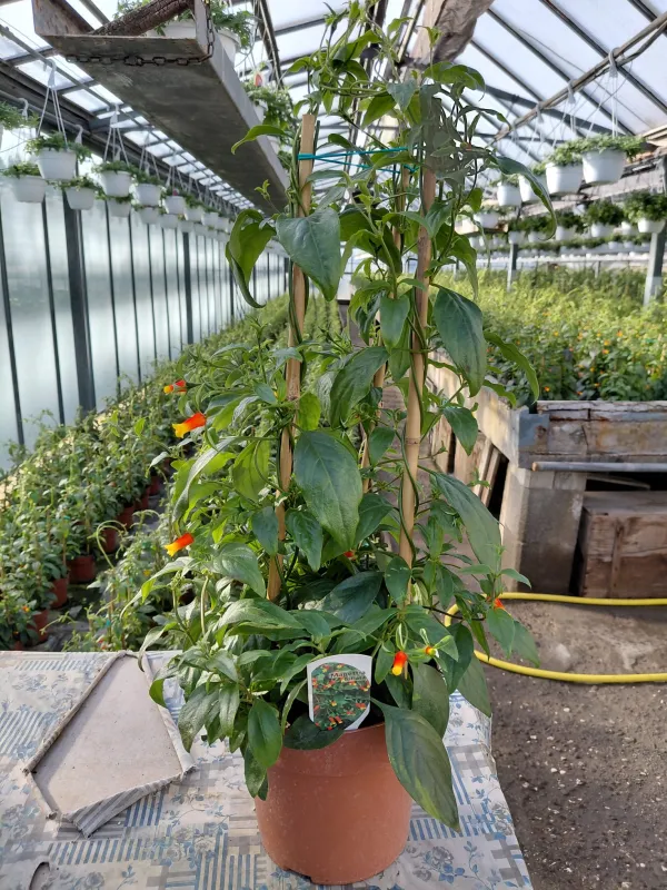 Manettia colonna 18 h. 70 V. 18 cm - Riviera Quality Societa' Agricola Cooperativa