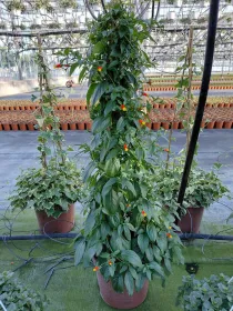 Manettia colonna 27 V. 27 cm - Riviera Quality Societa' Agricola Cooperativa