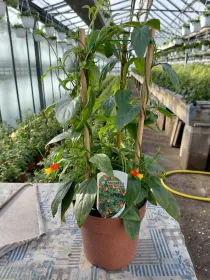 Manettia colonna v15 V. 15 cm - Riviera Quality Societa' Agricola Cooperativa