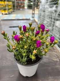 Mesembryanthemum 10 V. 10 cm - Riviera Quality Societa' Agricola Cooperativa