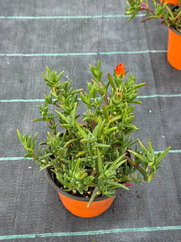 Mesembryanthemum lampranthus 14 V. 14 cm - Riviera Quality Societa' Agricola Cooperativa