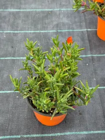 Mesembryanthemum lampranthus 14 V. 14 cm - Riviera Quality Societa' Agricola Cooperativa