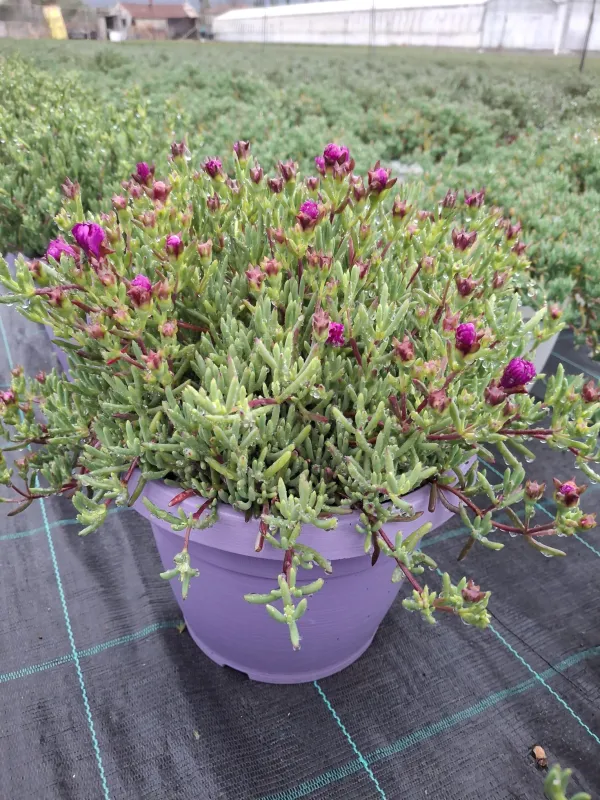 Mesembryanthemum lampranthus 25 V. 25 cm - Riviera Quality Societa' Agricola Cooperativa