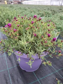 Mesembryanthemum lampranthus 25 V. 25 cm - Riviera Quality Societa' Agricola Cooperativa