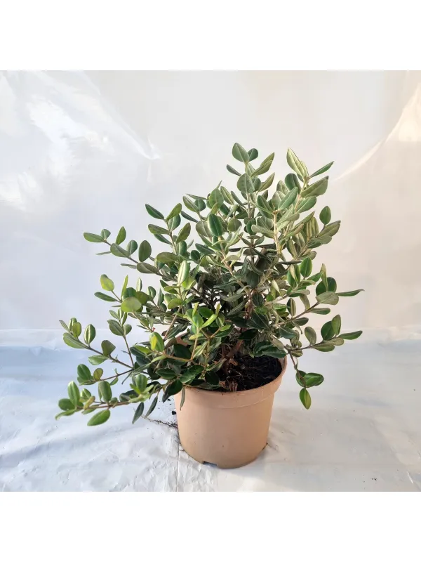 Metrosideros 18 V. 18 cm - Riviera Quality Societa' Agricola Cooperativa