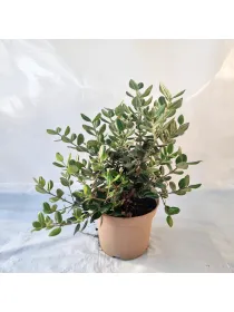 Metrosideros 18 V. 18 cm - Riviera Quality Societa' Agricola Cooperativa