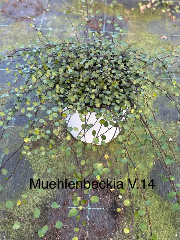 Muehlenbeckia 14 V. 14 cm - Riviera Quality Societa' Agricola Cooperativa