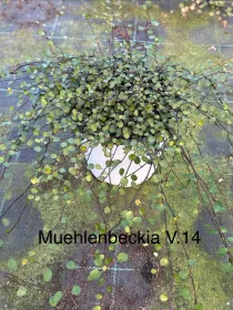 Muehlenbeckia 14 V. 14 cm - Riviera Quality Societa' Agricola Cooperativa