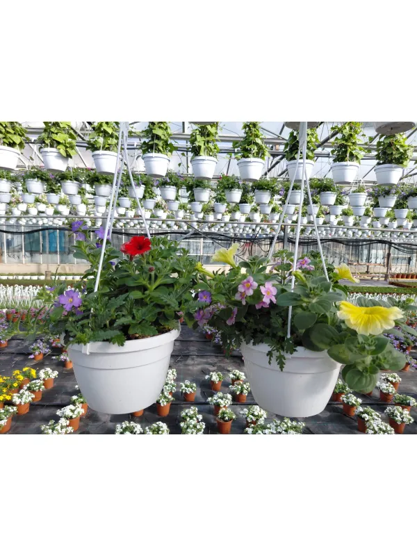 Multiflor trixi basket 16 V. 16 cm - Riviera Quality Societa' Agricola Cooperativa