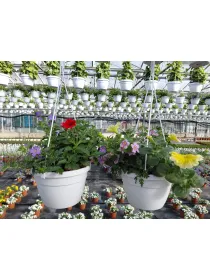 Multiflor trixi basket 16 V. 16 cm - Riviera Quality Societa' Agricola Cooperativa