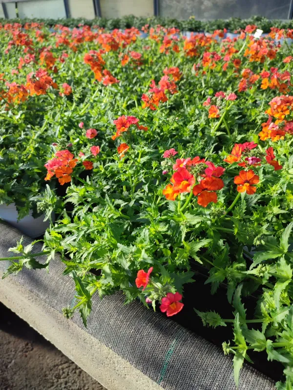 Nemesia frutescens 14 V. 14 cm - Riviera Quality Societa' Agricola Cooperativa