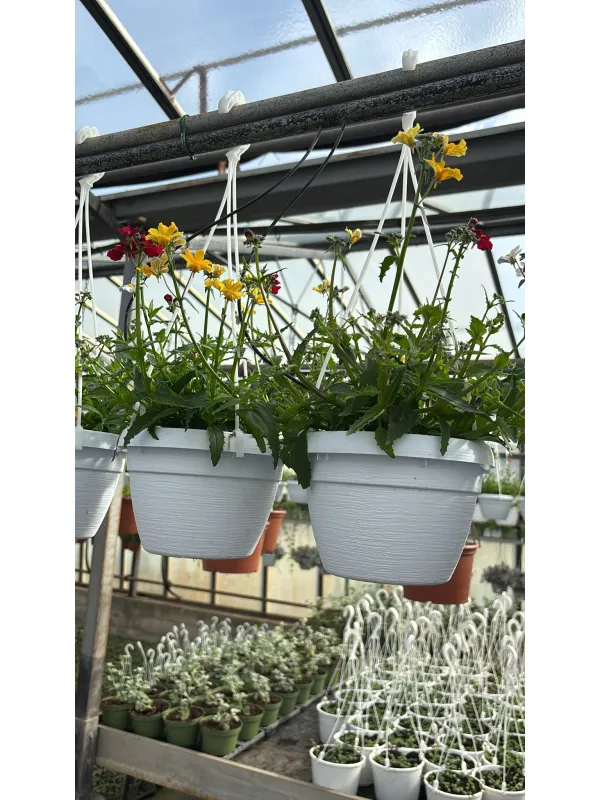 Nemesia frutescens basket 16 V. 16 cm - Riviera Quality Societa' Agricola Cooperativa