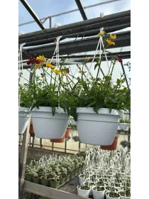 Nemesia frutescens basket 16 V. 16 cm - Riviera Quality Societa' Agricola Cooperativa