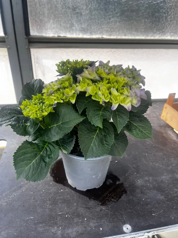 Ortensia macrophylla 14 V. 14 cm - Riviera Quality Societa' Agricola Cooperativa