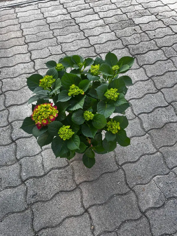 Ortensia microphylla 18 V. 18 cm - Riviera Quality Societa' Agricola Cooperativa