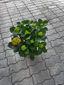 Ortensia microphylla 18 V. 18 cm - Riviera Quality Societa' Agricola Cooperativa