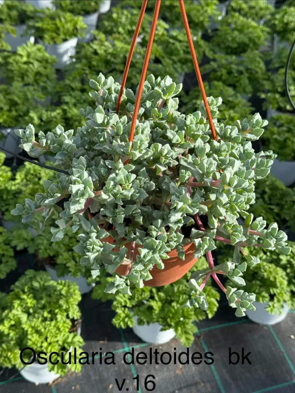 Oscularia deltoides bsk 16 V. 16 cm - Riviera Quality Societa' Agricola Cooperativa