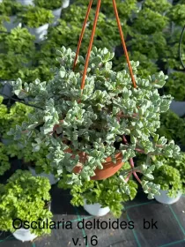 Oscularia deltoides bsk 16 V. 16 cm - Riviera Quality Societa' Agricola Cooperativa